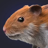 تحميل Hamster Clicker Earn Coins